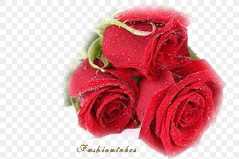 Best Roses Flower Desktop Wallpaper Red, PNG, 962x640px, Best Roses, Artificial Flower, Cabbage Rose, Cut Flowers, Flower Download Free