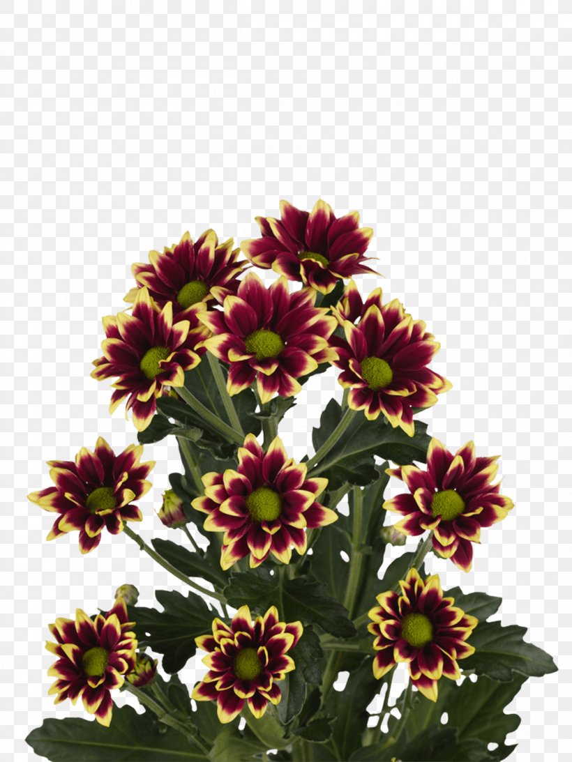 Chrysanthemum Cut Flowers WENGFONG NURSERIES SDN. BHD. Productgroep, PNG, 1200x1600px, Chrysanthemum, Annual Plant, Blanket Flowers, Bouvardia, Chrysanths Download Free