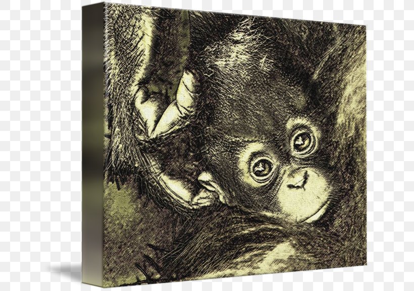 Gorilla Chimpanzee Picture Frames Snout Wildlife, PNG, 650x578px, Gorilla, Chimpanzee, Fauna, Great Ape, Mammal Download Free