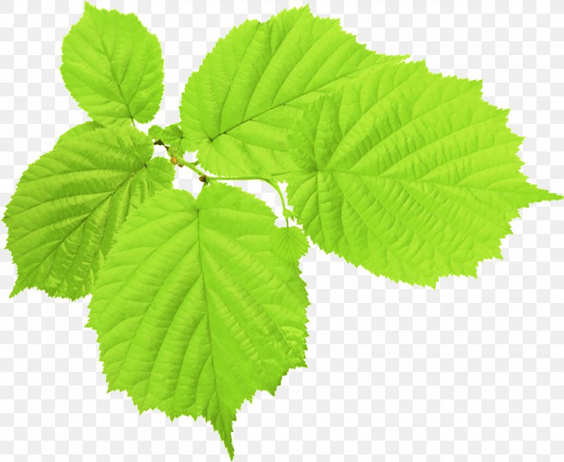 Autumn Leaf Color Green Clip Art, PNG, 3200x2620px, Leaf, Autumn Leaf Color, Grape Leaves, Green, Image Resolution Download Free