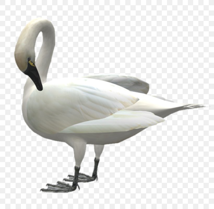 Cygnini Swan Goose Bird Domestic Goose, PNG, 800x800px, Cygnini, Animal, Beak, Bird, Domestic Goose Download Free