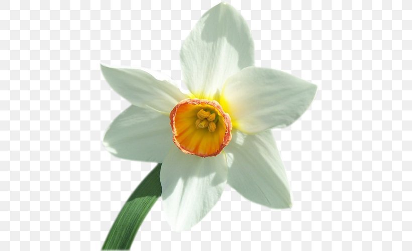 Narcissus, PNG, 500x500px, Narcissus, Amaryllis Family, Flower, Flowering Plant, Petal Download Free