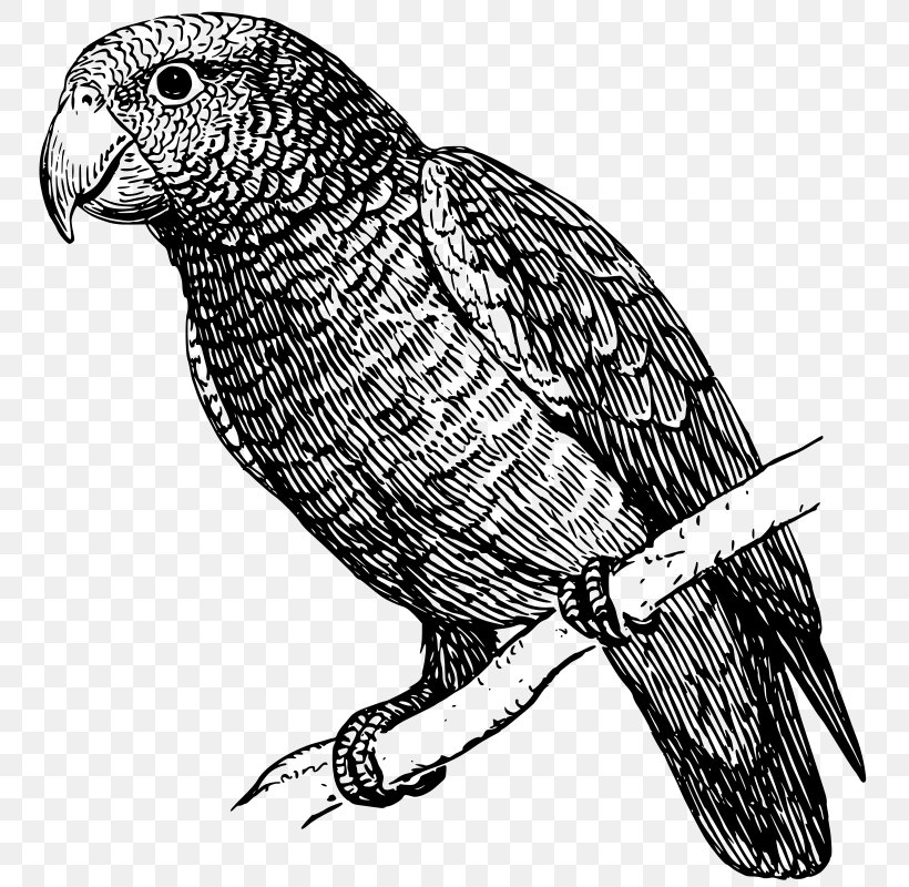 Parrot Drawing Black And White Talking Bird, PNG, 766x800px, Parrot, Beak, Bird, Bird Of Prey, Black And White Download Free