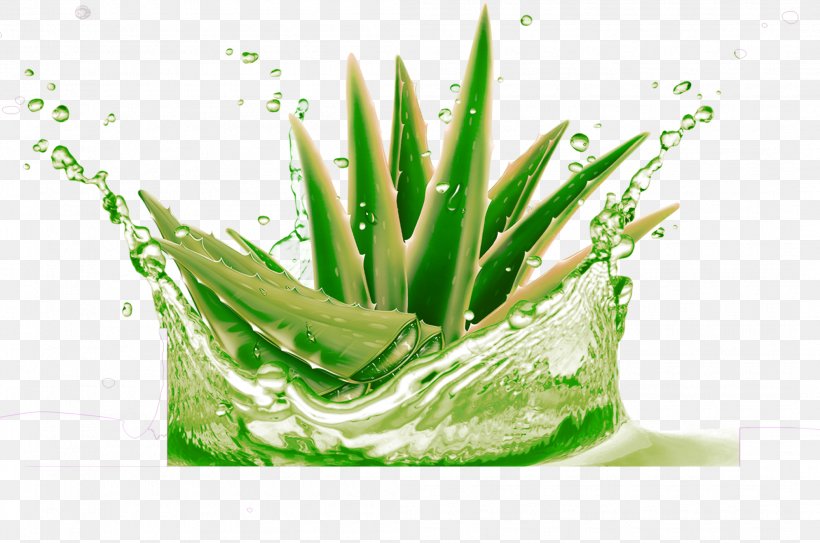 Aloe Vera Raster Graphics Gel High-definition Television, PNG, 2110x1399px, Aloe Vera, Aloe, Gel, Grass, Grass Family Download Free