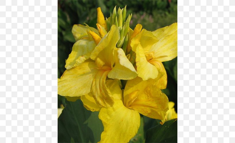 Canna Large-flowered Evening-primrose Terra Ceia Farms Narrow-leaved Sundrops Plant, PNG, 500x500px, Canna, Bud, Bulb, Bushel, Canna Family Download Free