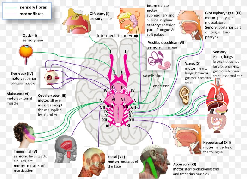 Cranial Nerves Nervous System Physiology Anatomy, PNG, 1540x1121px, Watercolor, Cartoon, Flower, Frame, Heart Download Free