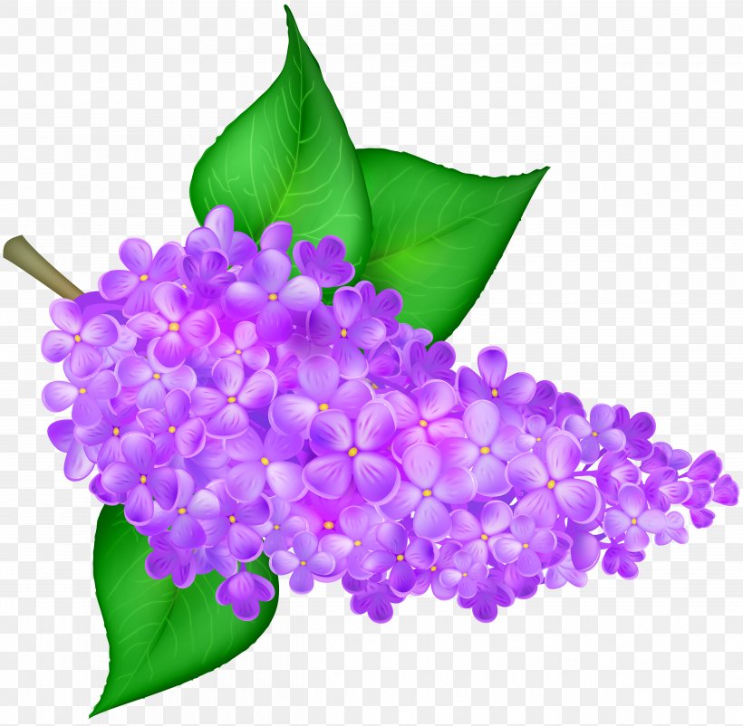 Lilac Flower Clip Art, PNG, 5000x4896px, Common Lilac, Blue, Branch, Color, Flora Download Free
