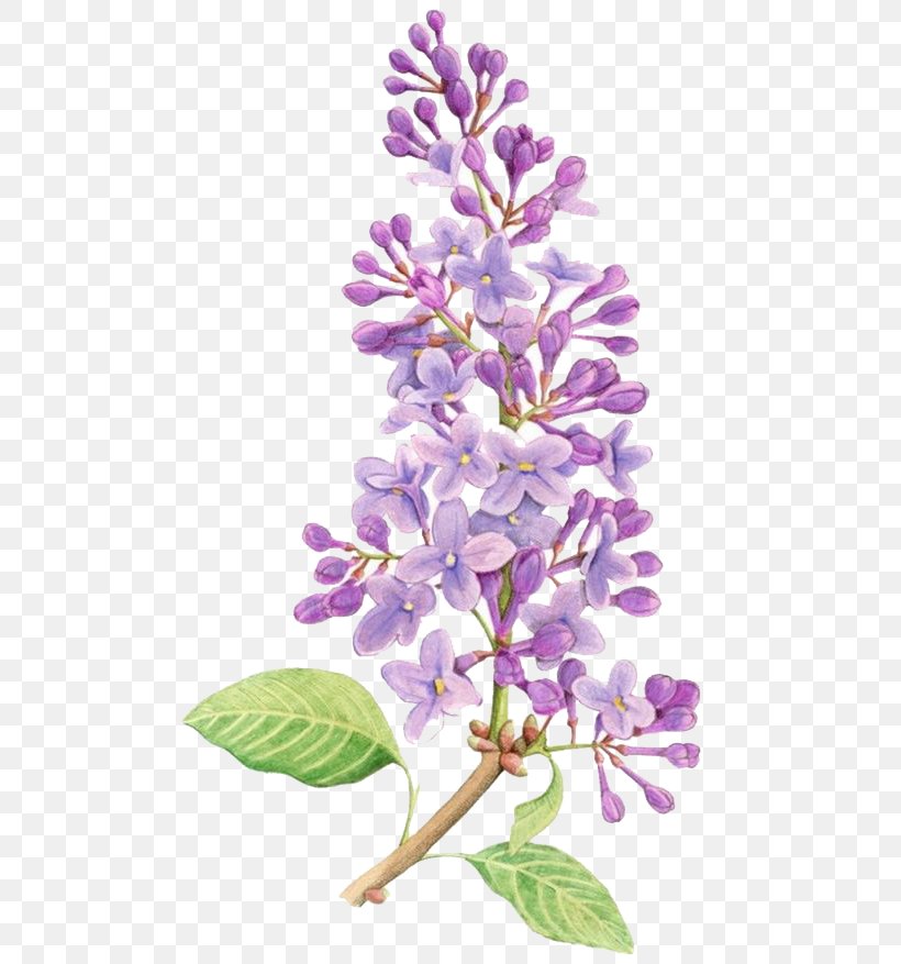Lilac Flower Drawing Tattoo Watercolor Painting, PNG, 658x877px, Flower, Botanical Illustration, Branch, Drawing, Floral Design Download Free