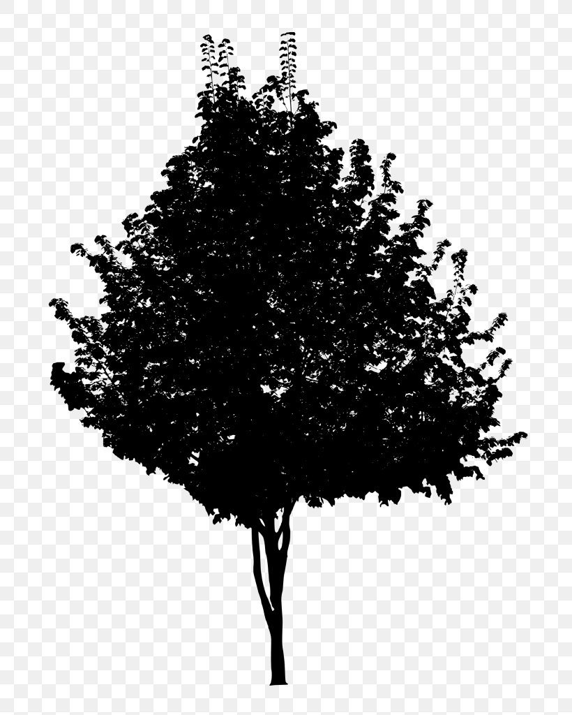 Tree Black And White Branch, PNG, 751x1024px, Tree, Black And White, Branch, Conifer, Conifers Download Free