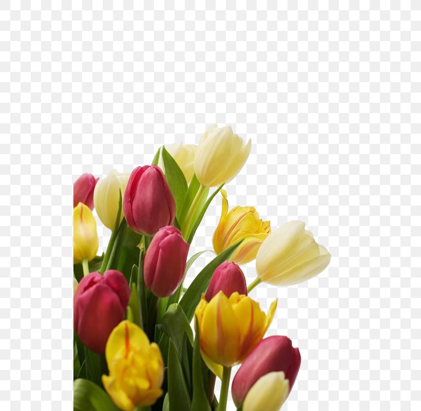 Tulip Flower Bouquet Islam, PNG, 534x800px, Tulip, Allah, Cut Flowers, Floral Design, Floristry Download Free