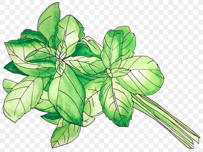 Leaf Illustration World Flower Basil, PNG, 1000x750px, Leaf, Basil, Botany, Flower, Flowering Plant Download Free