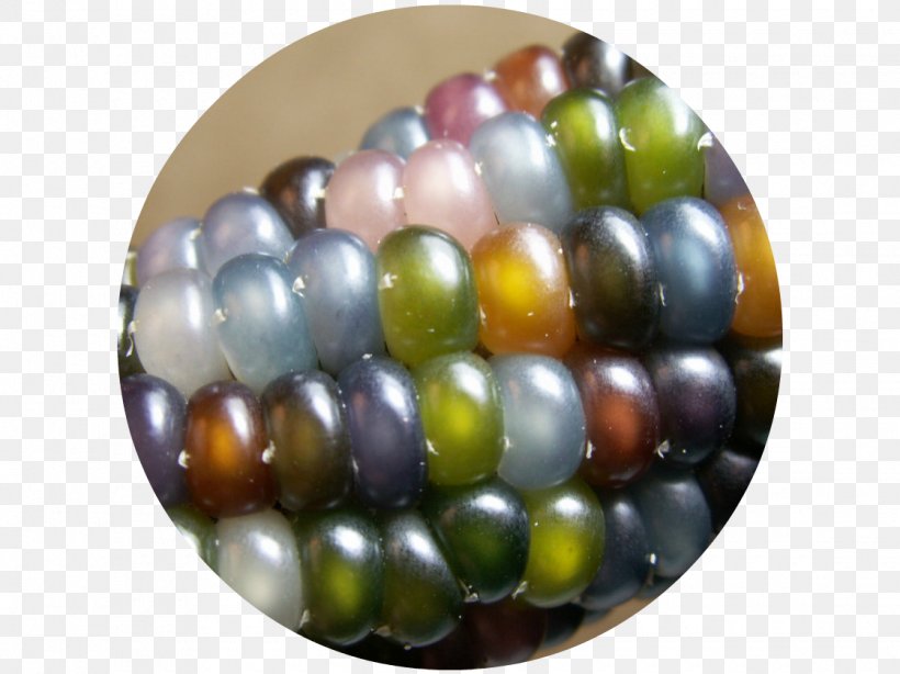 Maize Glass Grist Seed Variety, PNG, 1120x839px, Maize, Bead, Crop, Farmer, Glass Download Free