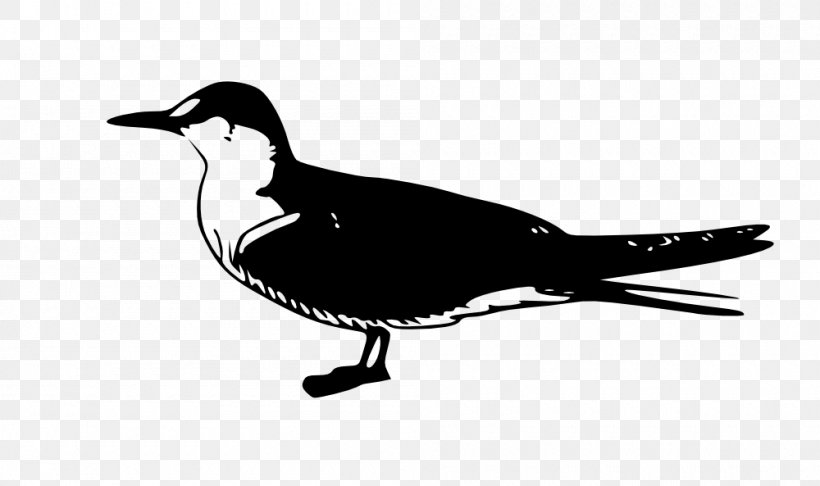 Arctic Tern Common Tern Fairy Tern Bird Clip Art, PNG, 1000x593px, Arctic Tern, Beak, Bird, Black And White, Common Tern Download Free