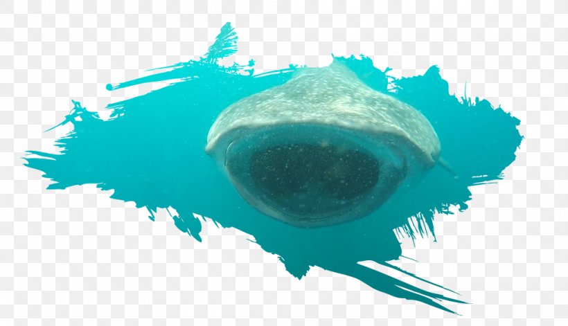 Fish Isla Holbox Whale Shark Cetacea, PNG, 1000x575px, Fish, Aqua, Cetacea, Close Up, Coreldraw Download Free