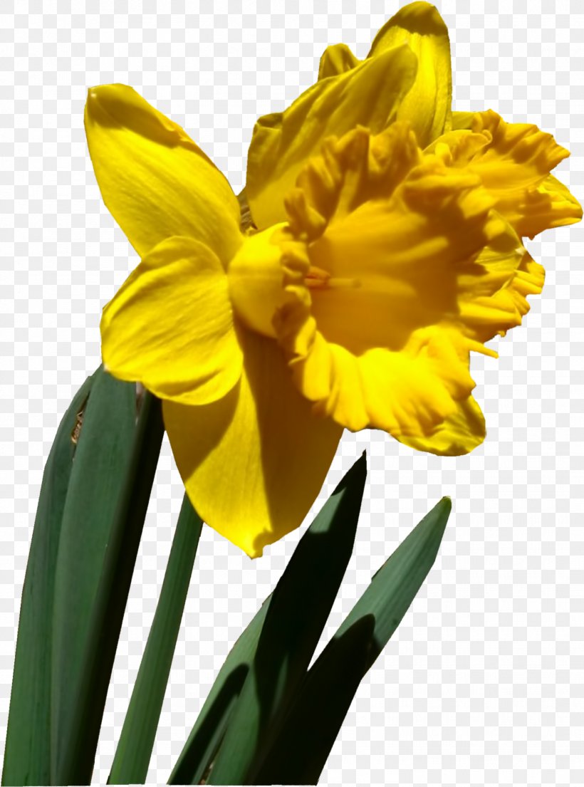 Milwaukee Flower Spring Petal Winter, PNG, 1554x2096px, Milwaukee, Amaryllis, Amaryllis Family, Cattleya, Family Download Free