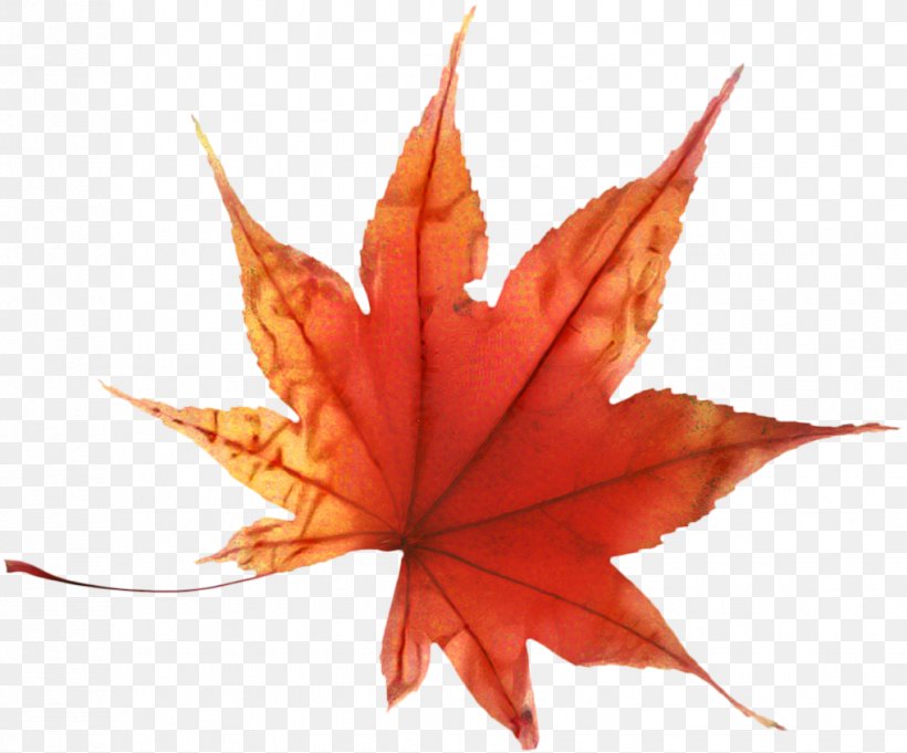 Red Maple Tree, PNG, 1019x847px, Autumn, Autumn Leaf Color, Black Maple, Deciduous, Flower Download Free