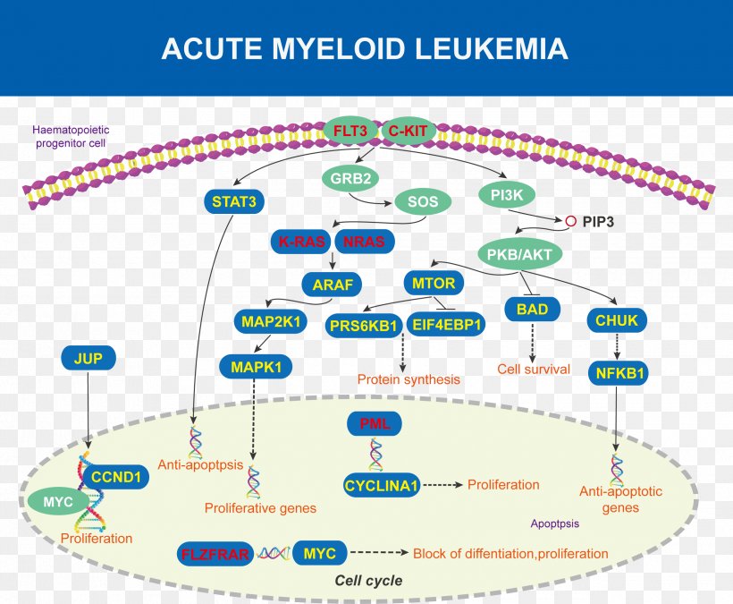 Acute Myeloid Leukemia Acute Disease Diagram Protein Kinase B, PNG, 2480x2042px, Acute Myeloid Leukemia, Acute Disease, Araf, Area, Braf Download Free