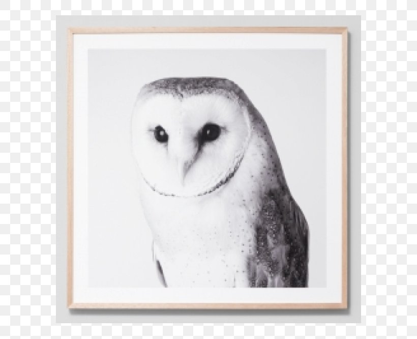 Barn Owl Bird Beak Printing, PNG, 600x666px, Owl, Art, Barn Owl, Beak, Bird Download Free
