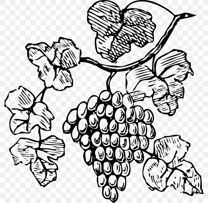 Common Grape Vine Wine Decorative Borders Clip Art, PNG, 786x800px, Common Grape Vine, Art, Artwork, Black And White, Coloring Book Download Free