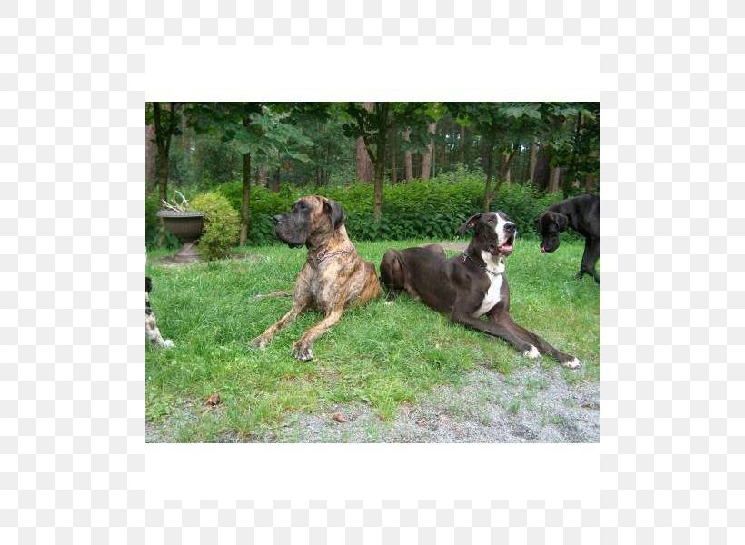 Dog Breed Sporting Group Crossbreed, PNG, 800x600px, Dog Breed, Breed, Carnivoran, Crossbreed, Dog Download Free