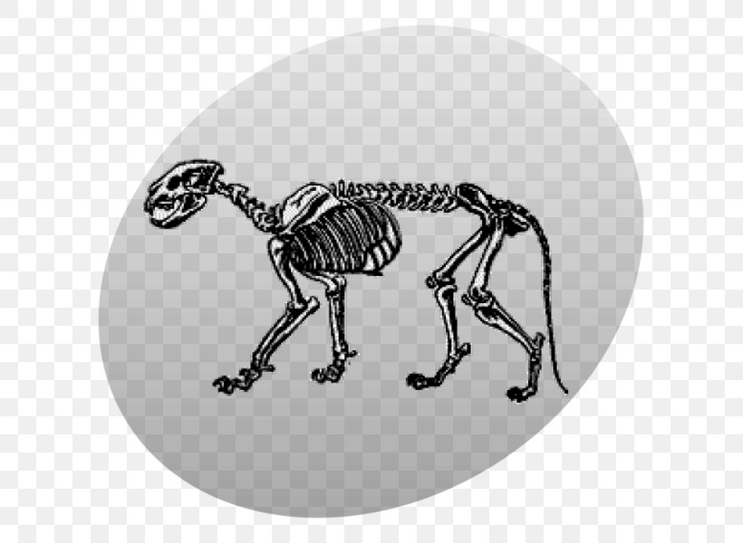 Human Skeleton Skull Bone Vertebrate, PNG, 667x600px, Skeleton, Animal, Black And White, Bone, Headphones Download Free