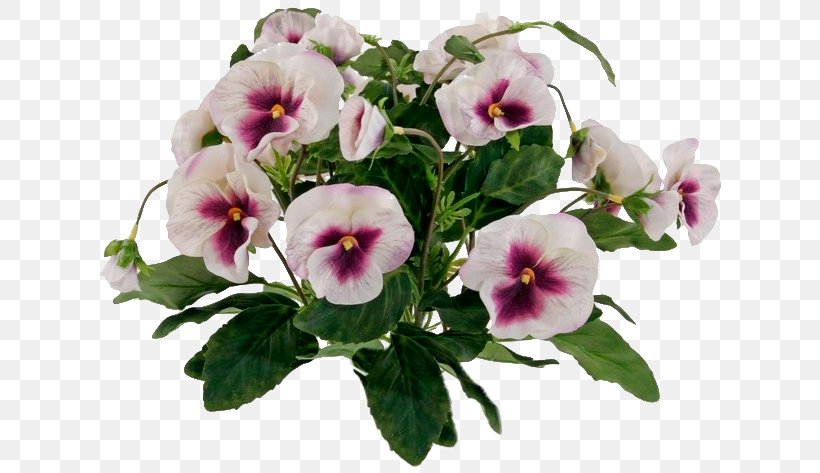 Pansy Violet Animaatio Annual Plant Daytime, PNG, 634x473px, Pansy, Animaatio, Annual Plant, Daytime, Flower Download Free