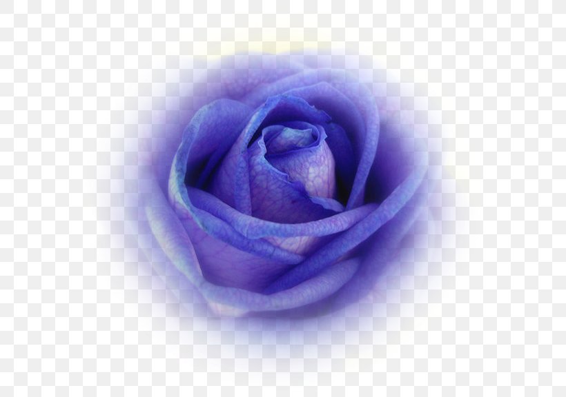 Blue Rose Cabbage Rose Garden Roses Petal, PNG, 598x576px, Blue Rose, Blue, Cabbage Rose, Closeup, Cobalt Blue Download Free