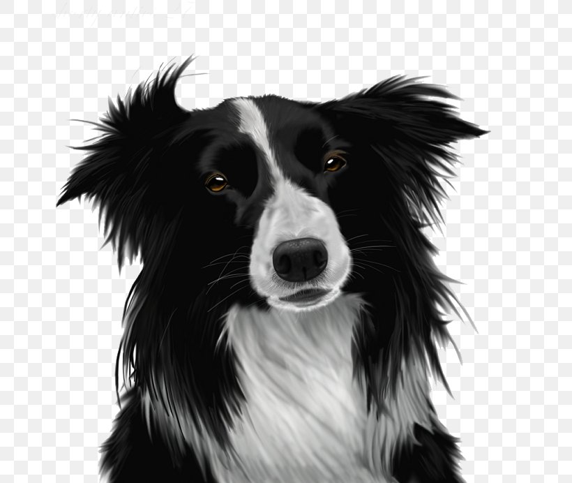 Border Collie Puppy Clip Art, PNG, 692x692px, Border Collie, Black And White, Carnivoran, Collie, Companion Dog Download Free