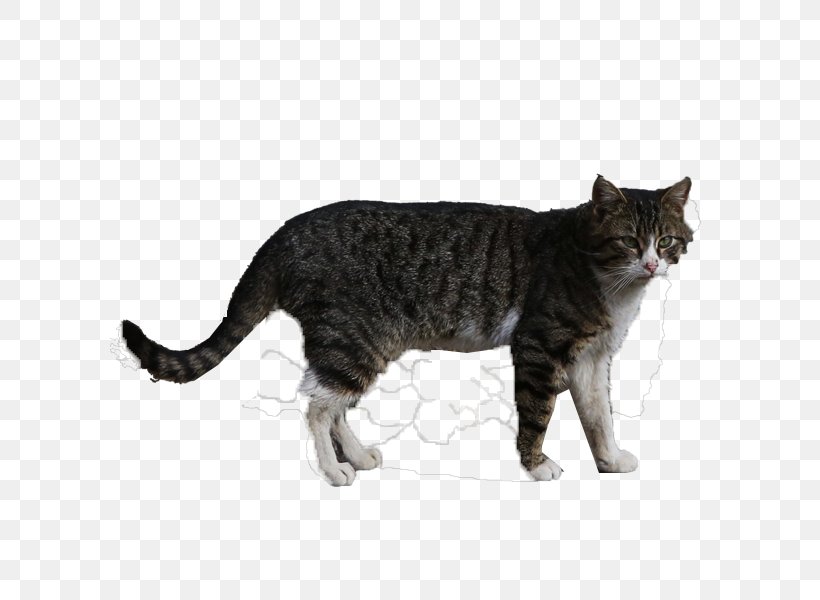 Cat Animal Photography Computer File, PNG, 600x600px, Cat, American Bobtail, American Shorthair, American Wirehair, Animal Download Free