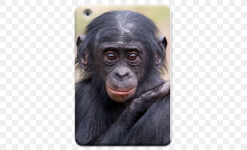 Common Chimpanzee Gorilla Apenheul Primate Park Monkey, PNG, 500x500px, Common Chimpanzee, Ape, Apenheul Primate Park, Apple, Bonobo Download Free