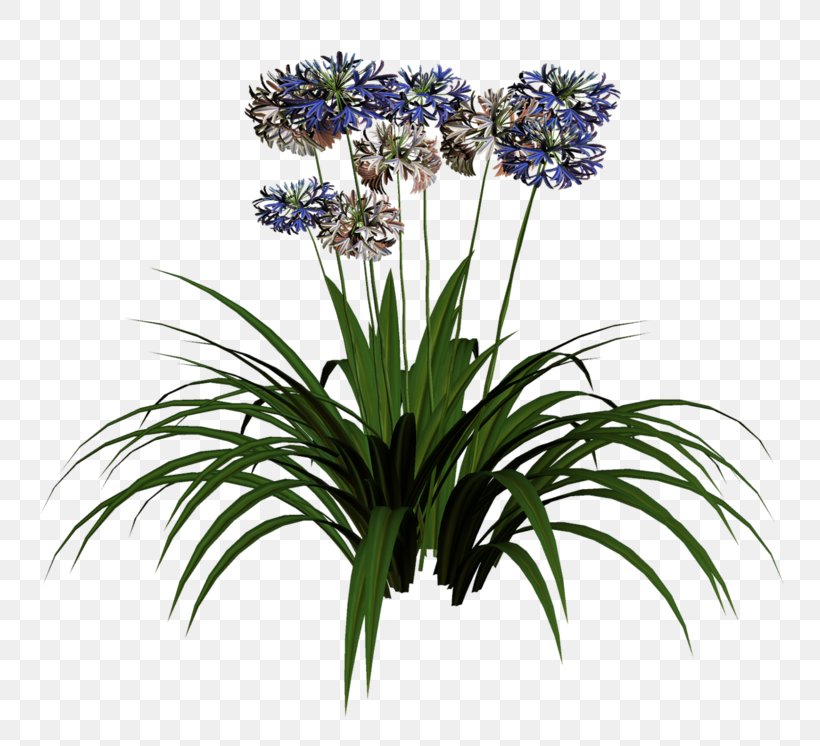 Cut Flowers Hyacinth Plant, PNG, 800x746px, Cut Flowers, Color, Computer Software, Floristry, Flower Download Free