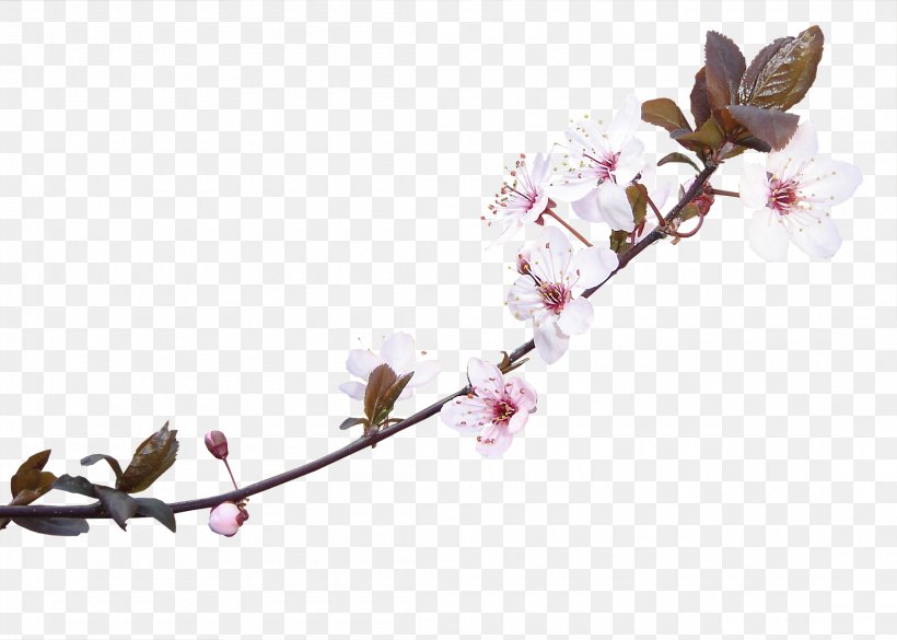 Photography Cartoon Clip Art, PNG, 2200x1572px, Photography, Blossom, Branch, Cartoon, Cherry Blossom Download Free