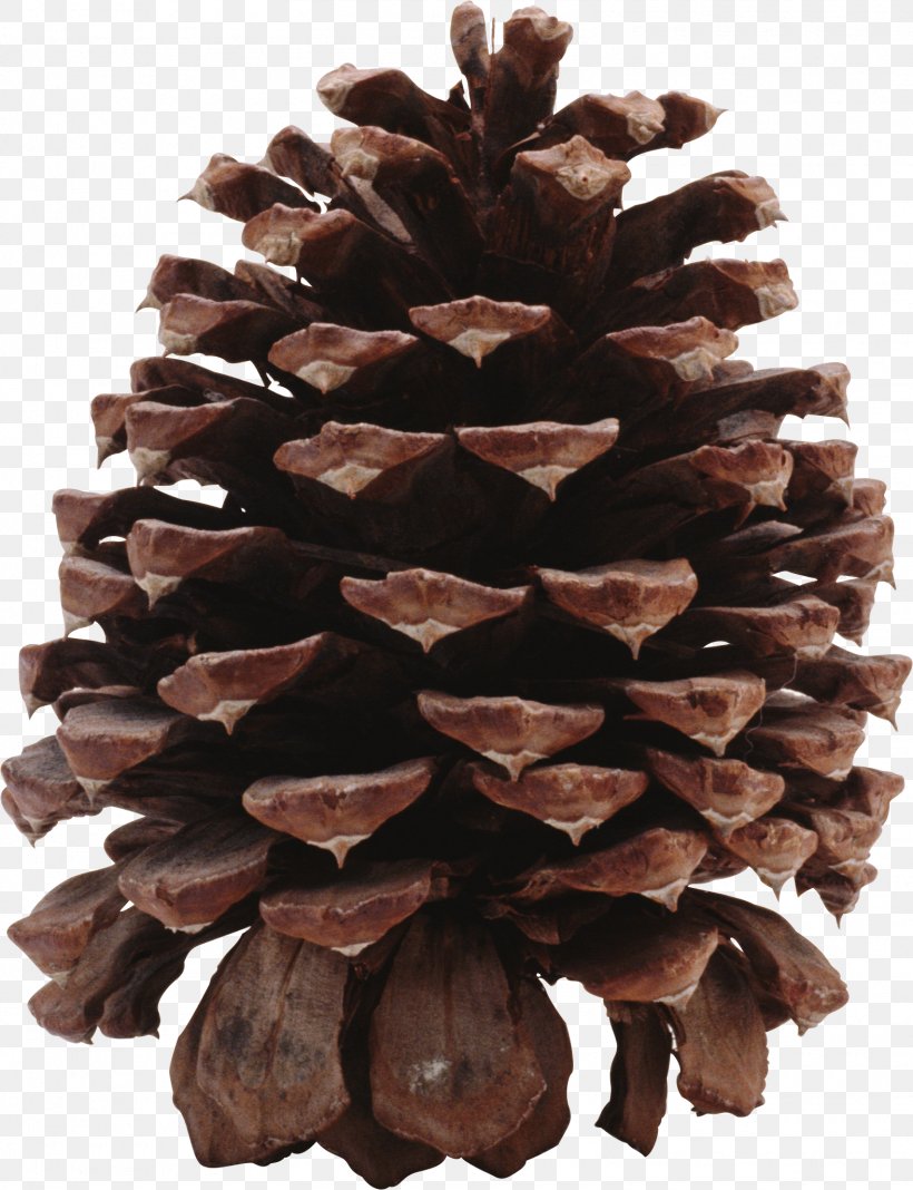 Coulter Pine Conifer Cone Clip Art, PNG, 1575x2053px, California State University Chico, Book, Conifer Cone, Fruit, Pine Download Free
