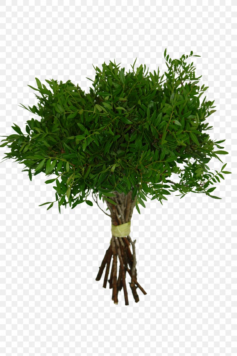 Herb Pistachio Arecaceae Tree Rafija Palma, PNG, 1440x2160px, Herb, Arecaceae, Beijing Teamsun Tech Co, Chamaedorea, Coconut Download Free