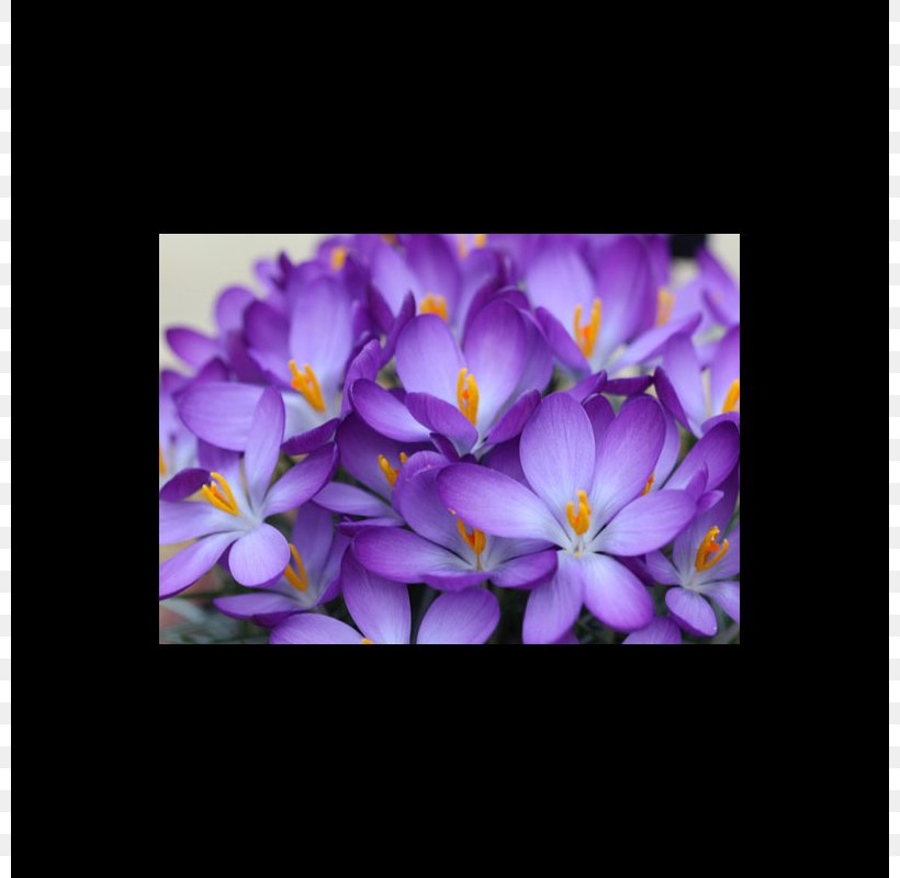 Early Crocus Violet Bulb Autumn Crocus Purple, PNG, 800x800px, Violet, Autumn Crocus, Blue, Bulb, Crocus Download Free