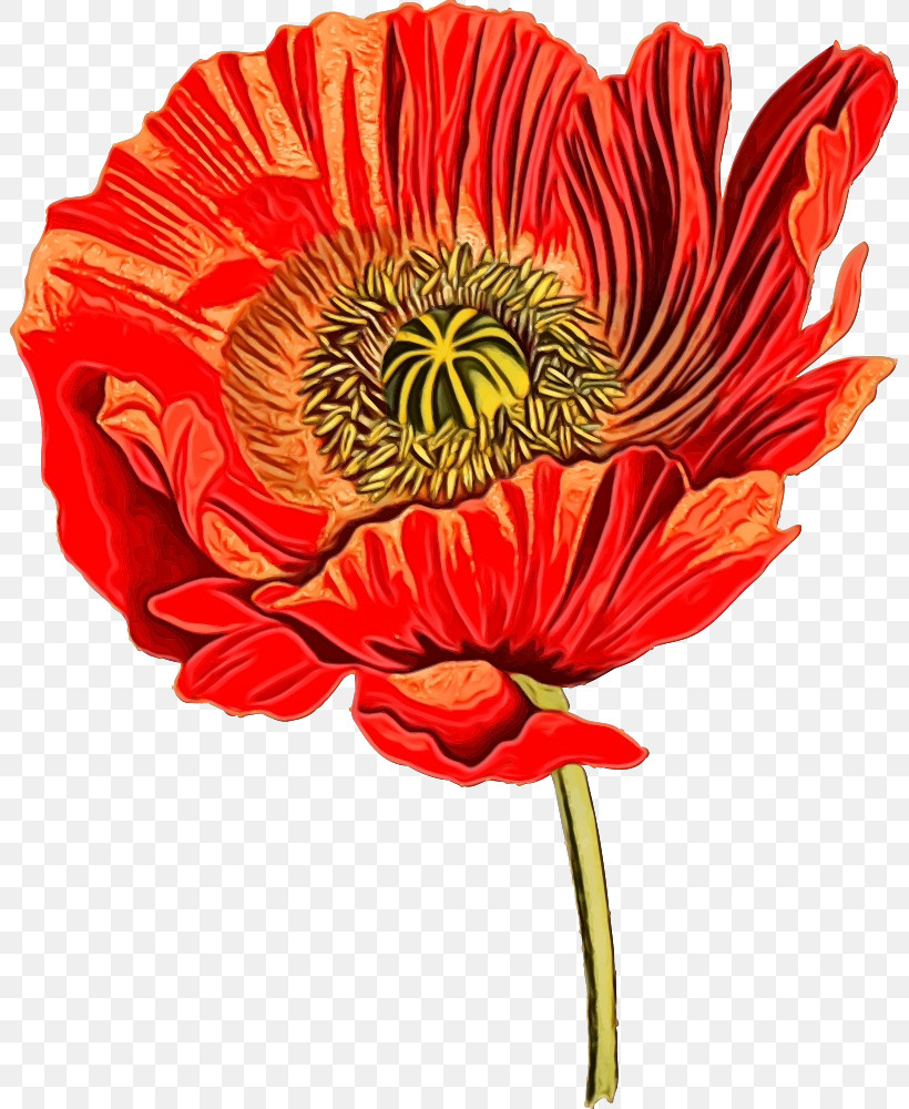 Flower Oriental Poppy Red Plant Petal, PNG, 801x1000px, Watercolor, Barberton Daisy, Coquelicot, Cut Flowers, Flower Download Free