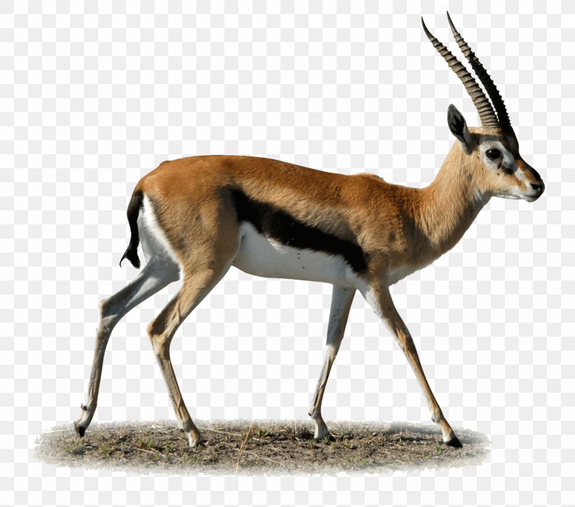 Gazelle Antelope Impala Springbok Clip Art, PNG, 1440x1271px, Gazelle, Antelope, Cow Goat Family, Fauna, Horn Download Free