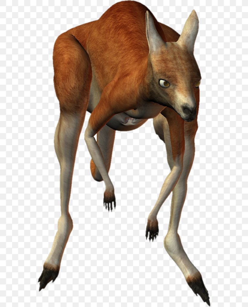 Kangaroo PhotoScape, PNG, 572x1015px, Macropodidae, Animal, Boxing Kangaroo, Deer, Digital Image Download Free