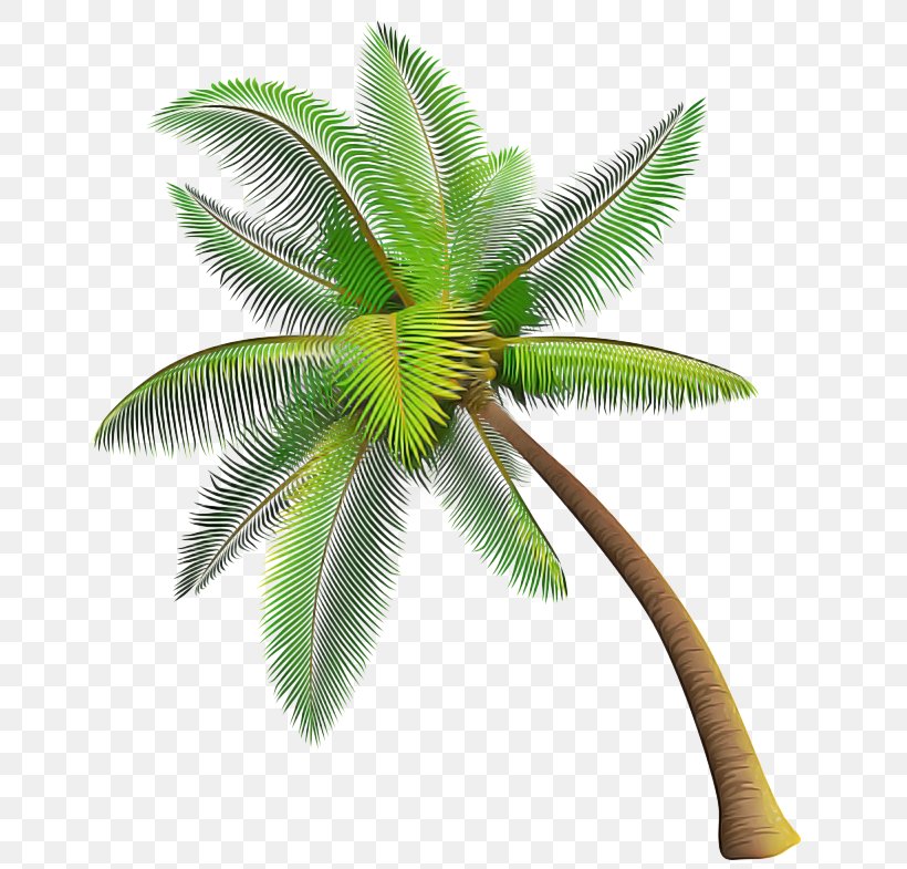 Palm Tree, PNG, 700x785px, Leaf, Arecales, Coconut, Green, Palm Tree Download Free