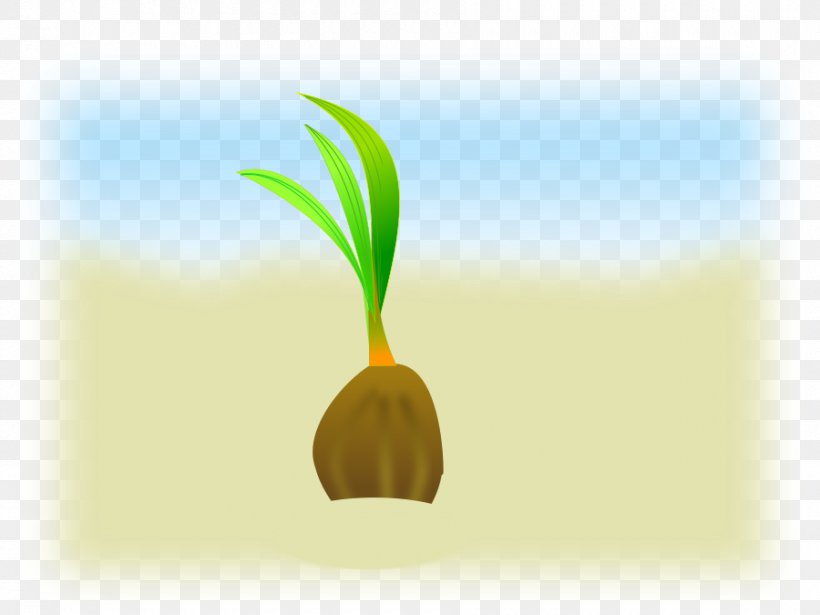 Seed Coconut Clip Art, PNG, 900x675px, Seed, Alternative Medicine, Coconut, Commodity, Drawing Download Free