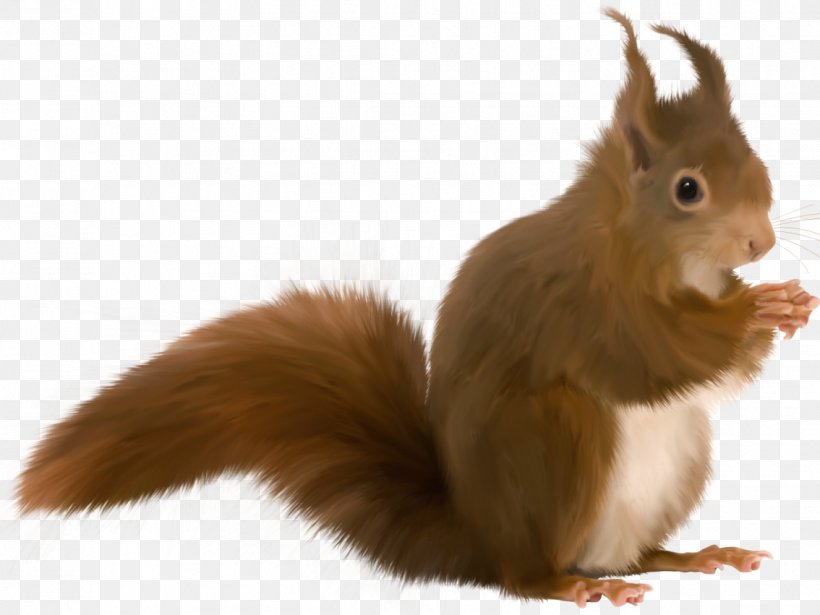 Tree Squirrel Animation Rodent, PNG, 1134x851px, Squirrel, Animal, Animation, Blog, Domestic Rabbit Download Free