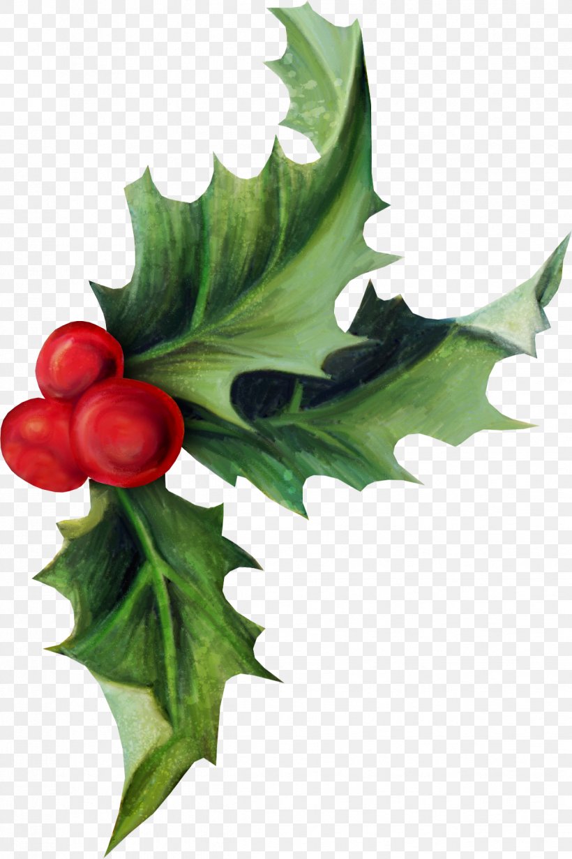 Common Holly Christmas Aquifoliales Ilex Crenata, PNG, 1236x1857px, Common Holly, Aquifoliaceae, Aquifoliales, Christmas, Christmas Decoration Download Free