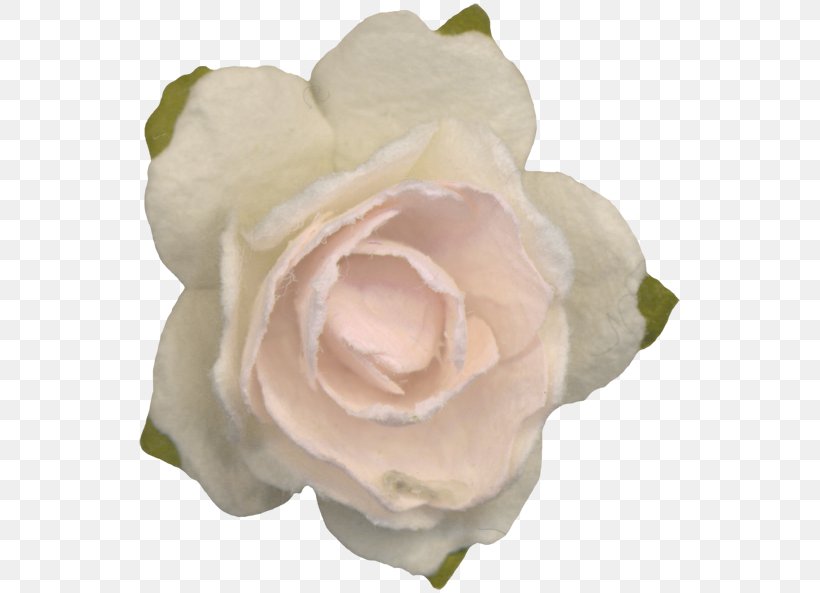 Garden Roses Cabbage Rose Floribunda Cut Flowers Petal, PNG, 547x593px, Garden Roses, Cabbage Rose, Cape Jasmine, Closeup, Cut Flowers Download Free