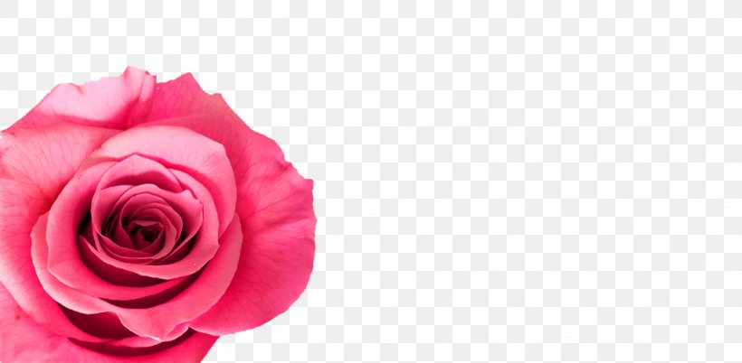 Garden Roses Cabbage Rose Meaning Floristry Cut Flowers, PNG, 1024x503px, Garden Roses, Beauty, Cabbage Rose, Close Up, Cut Flowers Download Free