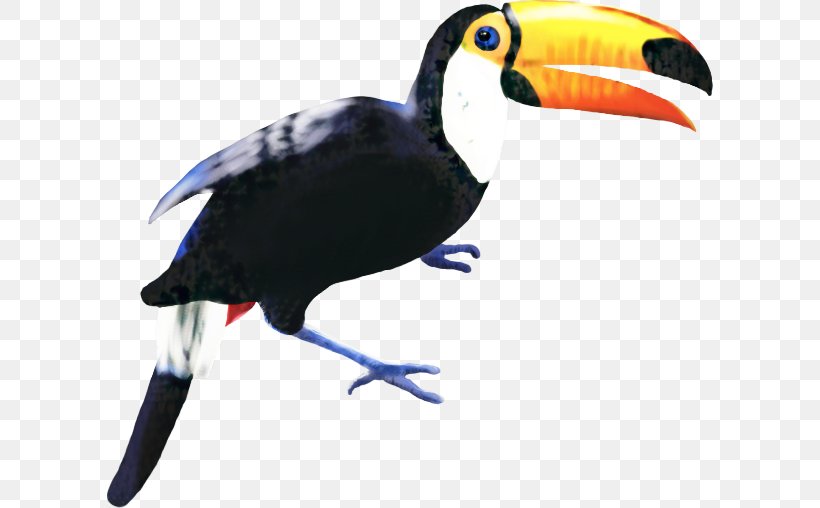 Hornbill Bird, PNG, 606x508px, Toucan, Beak, Bird, Feather, Hornbill Download Free