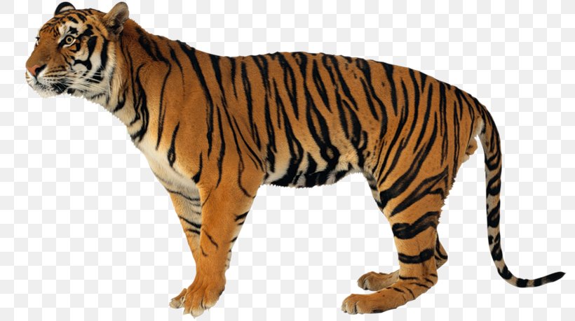 Never Scratch A Tiger With A Short Stick Lion Jaguar Clouded Leopard, PNG, 800x459px, Lion, Animal, Animal Figure, Bengal Tiger, Big Cat Download Free