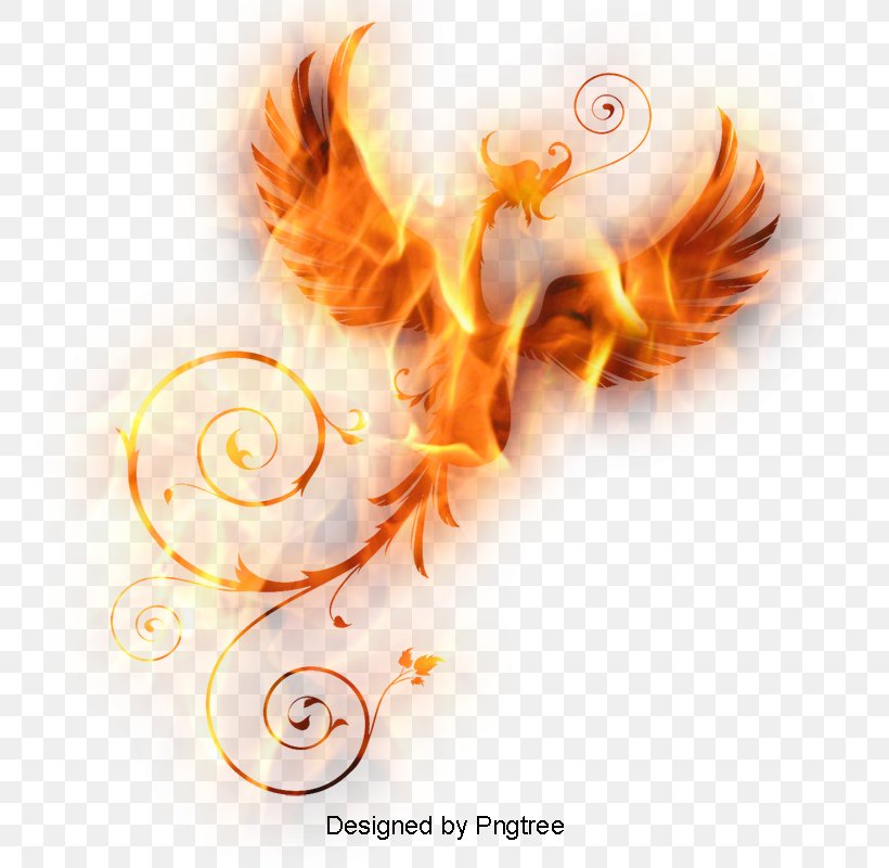 Download Phoenix Vector Graphics, PNG, 800x800px, Phoenix, Ear, Flame, Orange, Organism Download Free