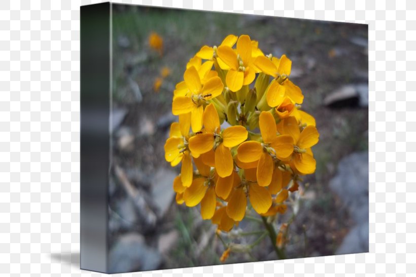 Wallflower Wildflower, PNG, 650x547px, Wallflower, Flora, Flower, Flowering Plant, Petal Download Free