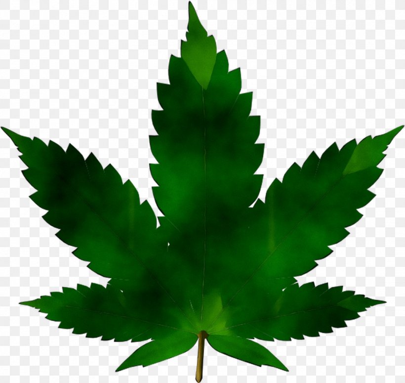 Cannabis Sativa Cannabis Ruderalis Clip Art Medical Cannabis, PNG, 1094x1034px, Cannabis Sativa, Annual Plant, Cannabis, Cannabis In Papua New Guinea, Cannabis Ruderalis Download Free
