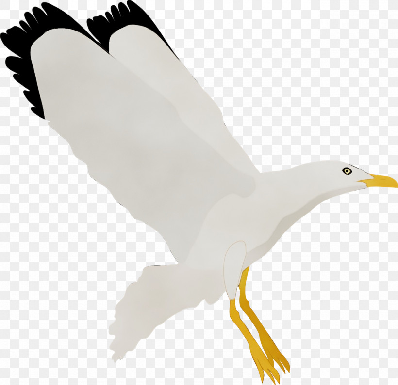 Feather, PNG, 1280x1242px, Watercolor, American Herring Gull, Bald Eagle, Beak, Bird Of Prey Download Free